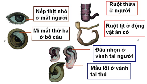 Lý thuyết Sinh học 12 Bài 24: Các bằng chứng tiến hóa (hay, ngắn gọn)