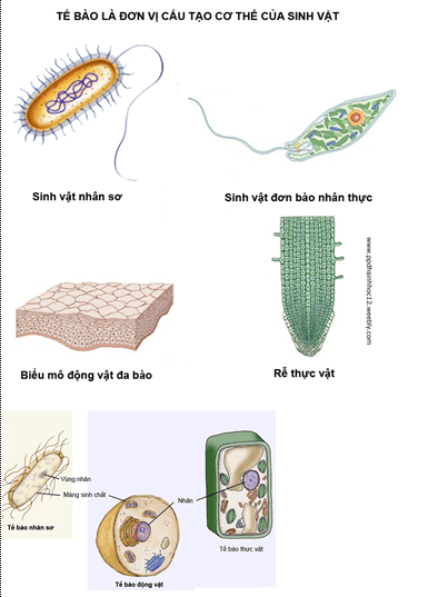 Lý thuyết Sinh học 12 Bài 24: Các bằng chứng tiến hóa (hay, ngắn gọn)