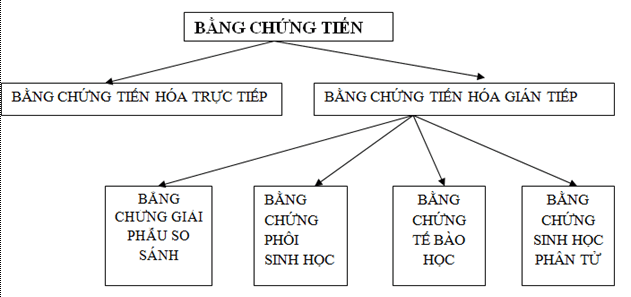 Lý thuyết Sinh học 12 Bài 24: Các bằng chứng tiến hóa (hay, ngắn gọn)