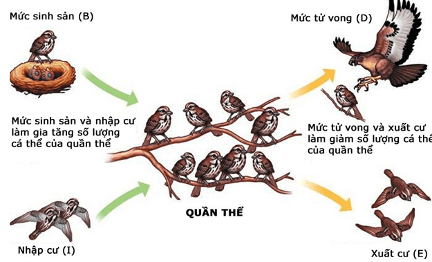 Lý thuyết Sinh học 12 Bài 38: Các đặc trưng cơ bản của quần thể sinh vật (tiếp theo) (hay, ngắn gọn)