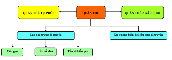 Lý thuyết Sinh học 12 Bài 16: Cấu trúc di truyền của quần thể (hay, ngắn gọn)