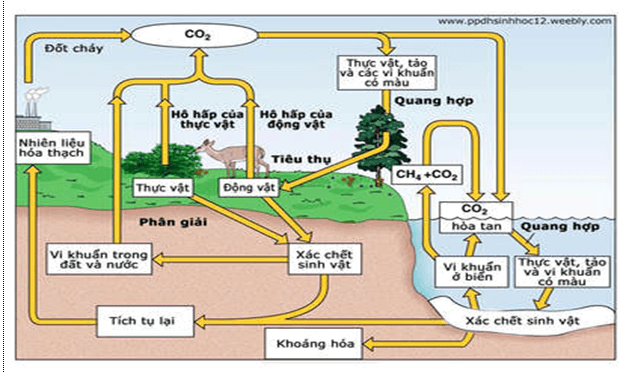Lý thuyết Sinh học 12 Bài 44: Chu trình sinh địa hóa và sinh quyển (hay, ngắn gọn)
