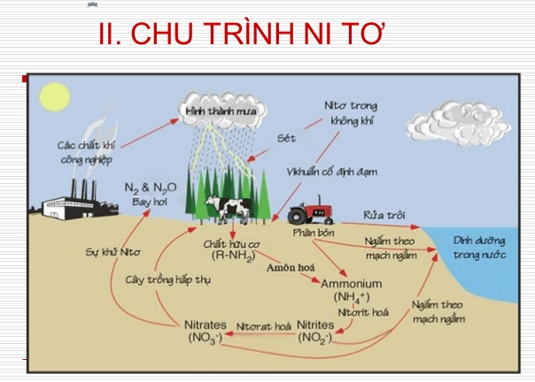 Lý thuyết Sinh học 12 Bài 44: Chu trình sinh địa hóa và sinh quyển (hay, ngắn gọn)