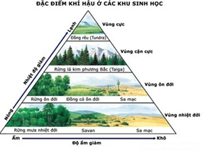 Lý thuyết Sinh học 12 Bài 44: Chu trình sinh địa hóa và sinh quyển (hay, ngắn gọn)