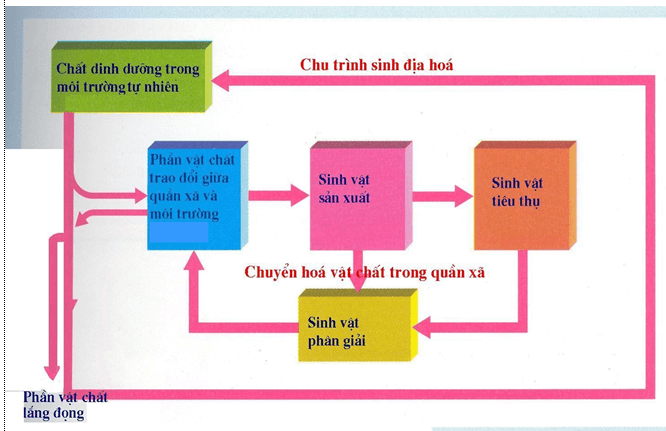 Lý thuyết Sinh học 12 Bài 44: Chu trình sinh địa hóa và sinh quyển (hay, ngắn gọn)