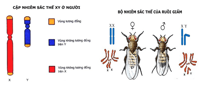 Lý thuyết Sinh học 12 Bài 12: Di truyền liên kết với giới tính và di truyền ngoài nhân (hay, ngắn gọn)