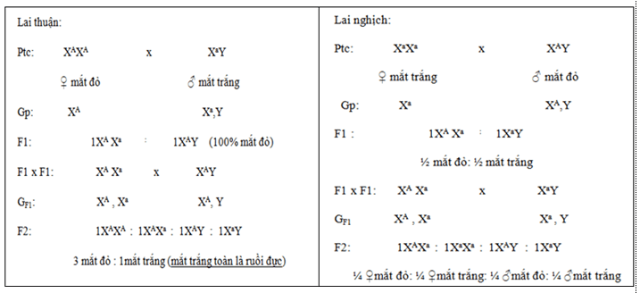 Lý thuyết Sinh học 12 Bài 12: Di truyền liên kết với giới tính và di truyền ngoài nhân (hay, ngắn gọn)