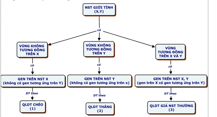 Lý thuyết Sinh học 12 Bài 12: Di truyền liên kết với giới tính và di truyền ngoài nhân (hay, ngắn gọn)