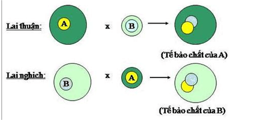 Lý thuyết Sinh học 12 Bài 12: Di truyền liên kết với giới tính và di truyền ngoài nhân (hay, ngắn gọn)