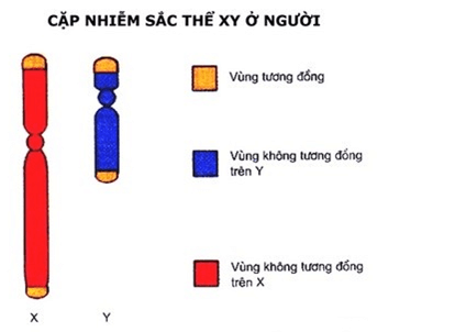 Lý thuyết Sinh học 12 Bài 12: Di truyền liên kết với giới tính và di truyền ngoài nhân (hay, ngắn gọn)