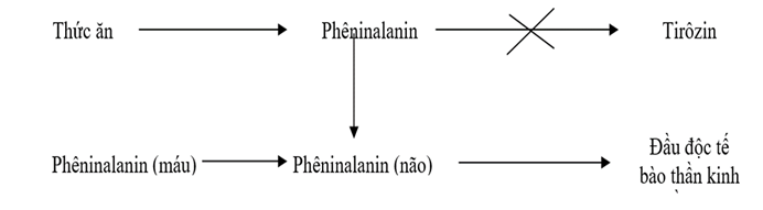 Lý thuyết Sinh học 12 Bài 21: Di truyền y học (hay, ngắn gọn)