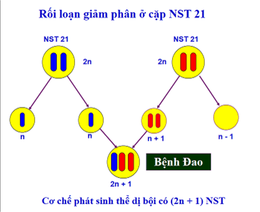 Lý thuyết Sinh học 12 Bài 21: Di truyền y học (hay, ngắn gọn)