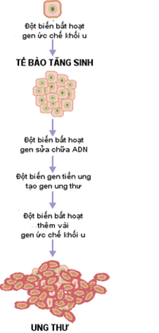 Lý thuyết Sinh học 12 Bài 21: Di truyền y học (hay, ngắn gọn)