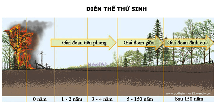 Lý thuyết Sinh học 12 Bài 41: Diễn thế sinh thái (hay, ngắn gọn)