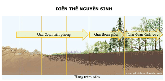 Lý thuyết Sinh học 12 Bài 41: Diễn thế sinh thái (hay, ngắn gọn)