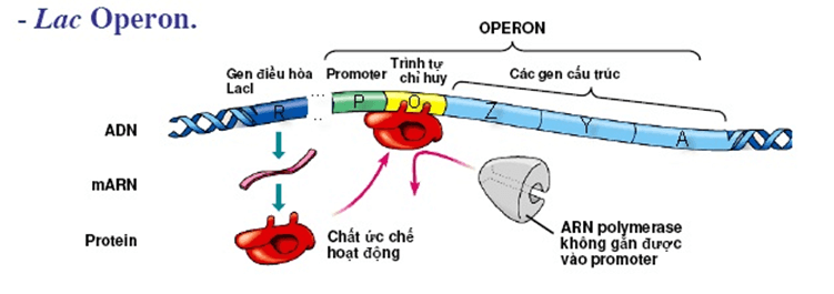 Lý thuyết Sinh học 12 Bài 3: Điều hòa hoạt động gen (hay, ngắn gọn)