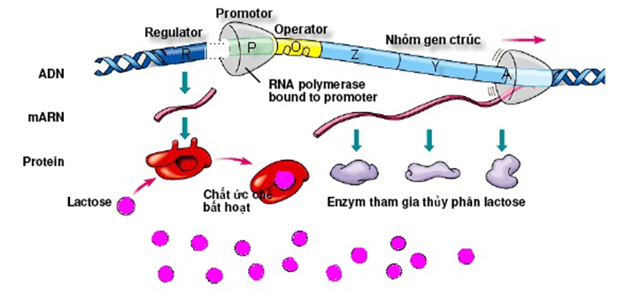 Lý thuyết Sinh học 12 Bài 3: Điều hòa hoạt động gen (hay, ngắn gọn)