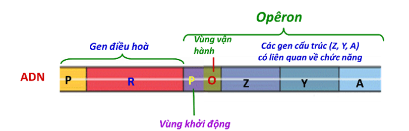 Lý thuyết Sinh học 12 Bài 3: Điều hòa hoạt động gen (hay, ngắn gọn)