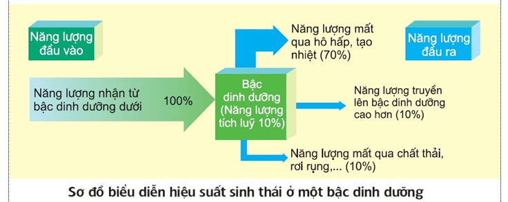 Lý thuyết Sinh học 12 Bài 45: Dòng năng lượng trong hệ sinh thái và hiệu suất sinh thái (hay, ngắn gọn)