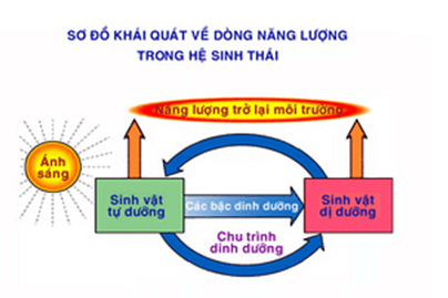 Lý thuyết Sinh học 12 Bài 45: Dòng năng lượng trong hệ sinh thái và hiệu suất sinh thái (hay, ngắn gọn)