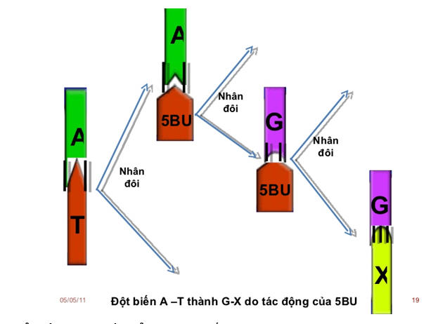 Lý thuyết Sinh học 12 Bài 4: Đột biến gen (hay, ngắn gọn)