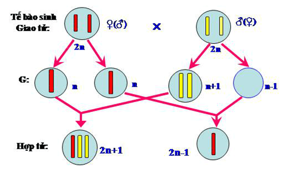 Lý thuyết Sinh học 12 Bài 6: Đột biến số lượng nhiễm sắc thể (hay, ngắn gọn)