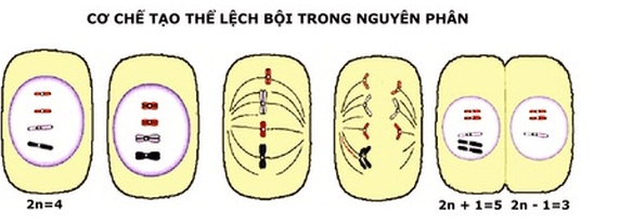 Lý thuyết Sinh học 12 Bài 6: Đột biến số lượng nhiễm sắc thể (hay, ngắn gọn)