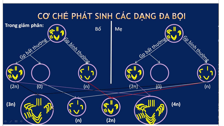 Lý thuyết Sinh học 12 Bài 6: Đột biến số lượng nhiễm sắc thể (hay, ngắn gọn)