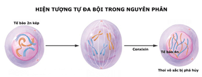 Lý thuyết Sinh học 12 Bài 6: Đột biến số lượng nhiễm sắc thể (hay, ngắn gọn)