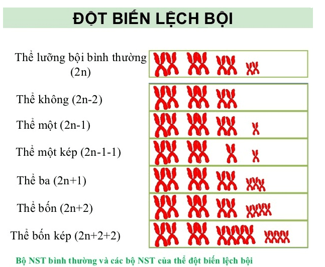 Lý thuyết Sinh học 12 Bài 6: Đột biến số lượng nhiễm sắc thể (hay, ngắn gọn)