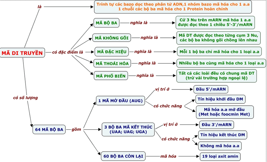 Lý thuyết Sinh học 12 Bài 1: Gen, mã di truyền và quá trình nhân đôi ADN (hay, ngắn gọn)