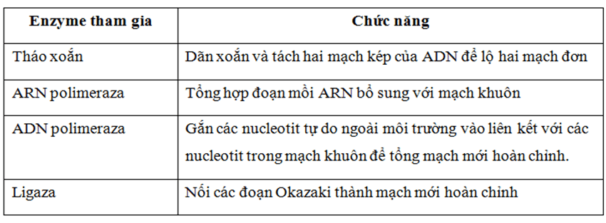 Lý thuyết Sinh học 12 Bài 1: Gen, mã di truyền và quá trình nhân đôi ADN (hay, ngắn gọn)