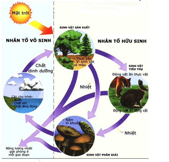 Lý thuyết Sinh học 12 Bài 42: Hệ sinh thái (hay, ngắn gọn)