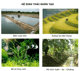 Lý thuyết Sinh học 12 Bài 42: Hệ sinh thái (hay, ngắn gọn)