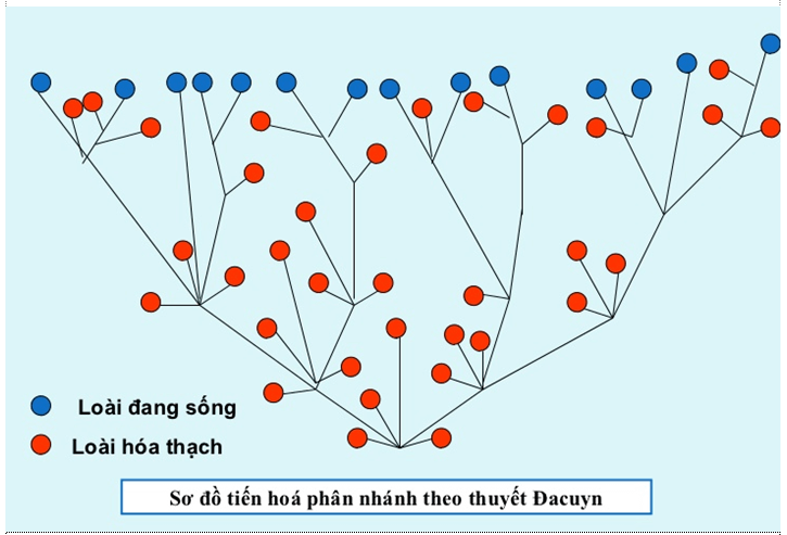 Lý thuyết Sinh học 12 Bài 25: Học thuyết Lamac và học thuyết Đacuyn (hay, ngắn gọn)