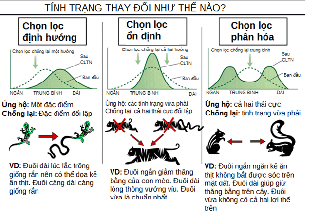 Lý thuyết Sinh học 12 Bài 26: Học thuyết tiến hóa tổng hợp hiện đại (hay, ngắn gọn)