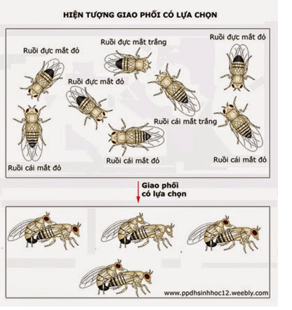 Lý thuyết Sinh học 12 Bài 26: Học thuyết tiến hóa tổng hợp hiện đại (hay, ngắn gọn)