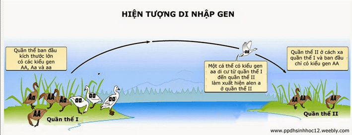 Lý thuyết Sinh học 12 Bài 26: Học thuyết tiến hóa tổng hợp hiện đại (hay, ngắn gọn)