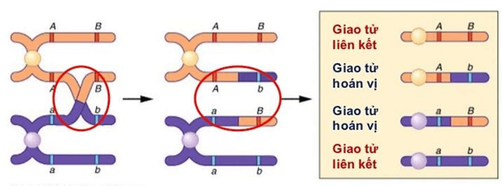 Lý thuyết Sinh học 12 Bài 11: Liên kết gen và hoán vị gen (hay, ngắn gọn)
