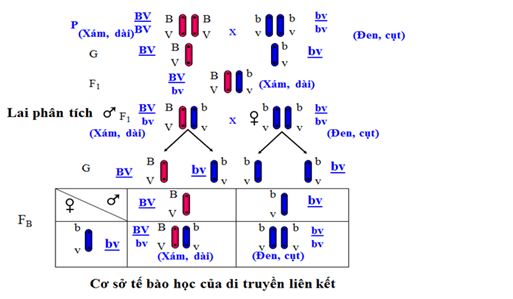 Lý thuyết Sinh học 12 Bài 11: Liên kết gen và hoán vị gen (hay, ngắn gọn)