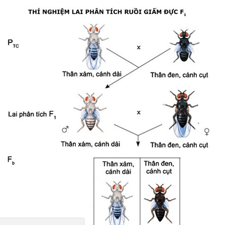 Lý thuyết Sinh học 12 Bài 11: Liên kết gen và hoán vị gen (hay, ngắn gọn)