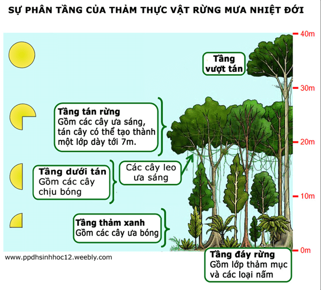 Lý thuyết Sinh học 12 Bài 35: Môi trường sống và các nhân tố sinh thái (hay, ngắn gọn)