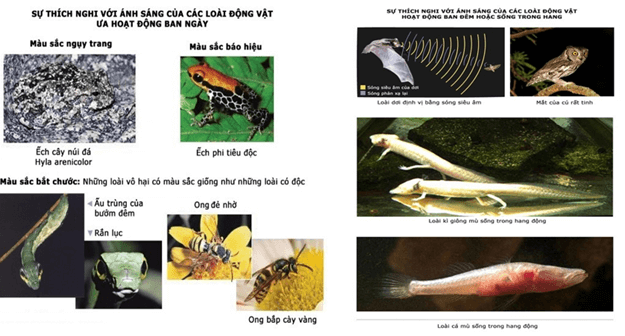 Lý thuyết Sinh học 12 Bài 35: Môi trường sống và các nhân tố sinh thái (hay, ngắn gọn)