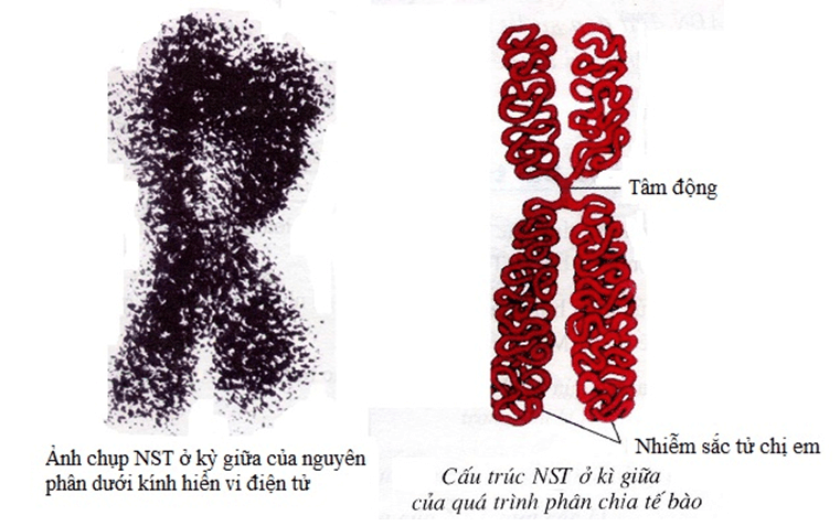 Lý thuyết Sinh học 12 Bài 5: Nhiễm sắc thể và đột biến cấu trúc nhiễm sắc thể (hay, ngắn gọn)