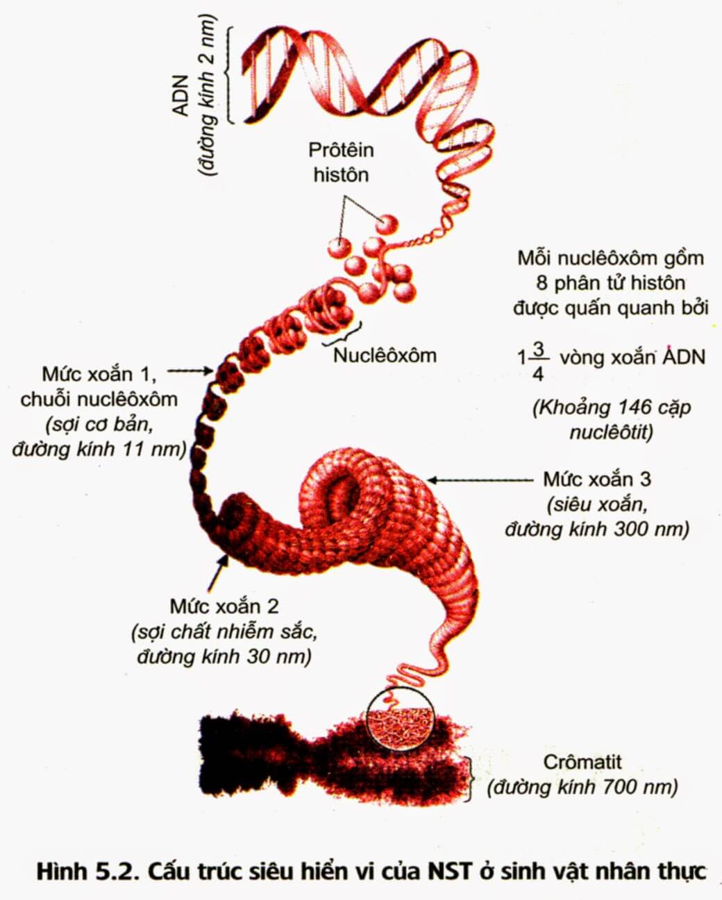 Lý thuyết Sinh học 12 Bài 5: Nhiễm sắc thể và đột biến cấu trúc nhiễm sắc thể (hay, ngắn gọn)