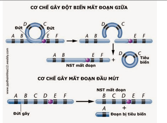 Lý thuyết Sinh học 12 Bài 5: Nhiễm sắc thể và đột biến cấu trúc nhiễm sắc thể (hay, ngắn gọn)