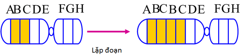 Lý thuyết Sinh học 12 Bài 5: Nhiễm sắc thể và đột biến cấu trúc nhiễm sắc thể (hay, ngắn gọn)