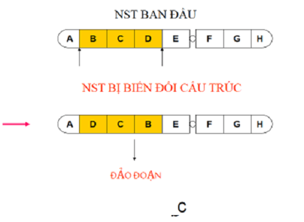 Lý thuyết Sinh học 12 Bài 5: Nhiễm sắc thể và đột biến cấu trúc nhiễm sắc thể (hay, ngắn gọn)