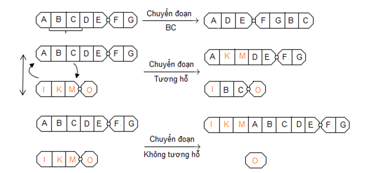 Lý thuyết Sinh học 12 Bài 5: Nhiễm sắc thể và đột biến cấu trúc nhiễm sắc thể (hay, ngắn gọn)