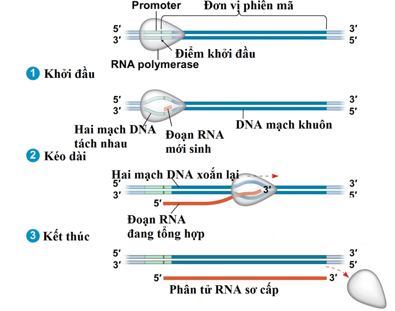 Lý thuyết Sinh học 12 Bài 2: Phiên mã và dịch mã (hay, ngắn gọn)